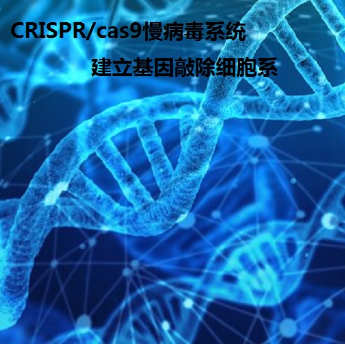 CRISPR/cas9慢病毒系统建立基因敲除细胞系